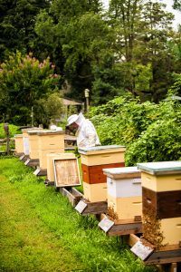 Tom cares for eight hives containing 40,000 bees