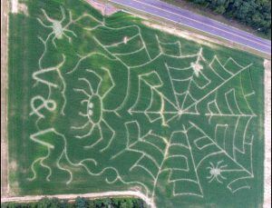 V & V Adventure Farm Corn Maze