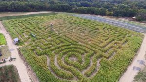 Springdale Farm Corn Maze