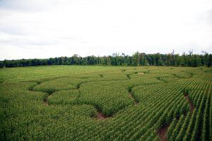Johnson's Locust Hall Farm Corn Maze