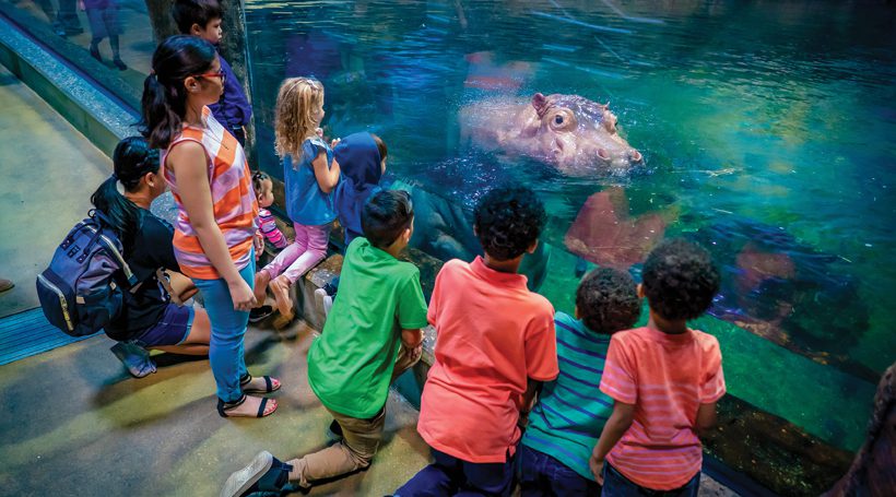 Shark Summer is back at the Camden Adventure Aquarium in 2023