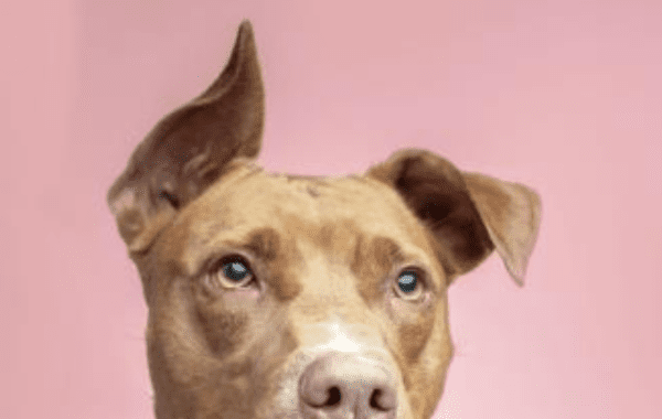 6 Adorable and Adoptable Dogs in South Jersey - SJ Magazine