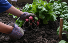 Fall Gardening in South Jersey: What to Plant Now